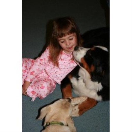 Bernese Mountain Dog Arizona Rescue Bernese Mountain Dog Arizona Rescue
