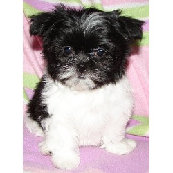 Mi Ki Breeder in Swift Current, Saskatchewan