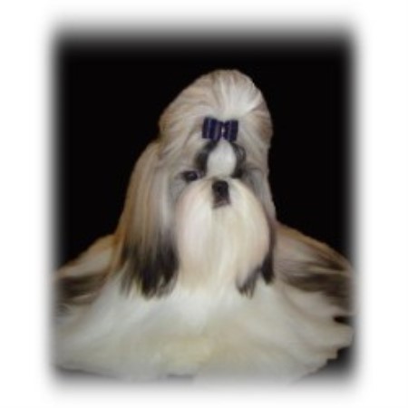 Shih Tzu breeder in Alberta picture 2
