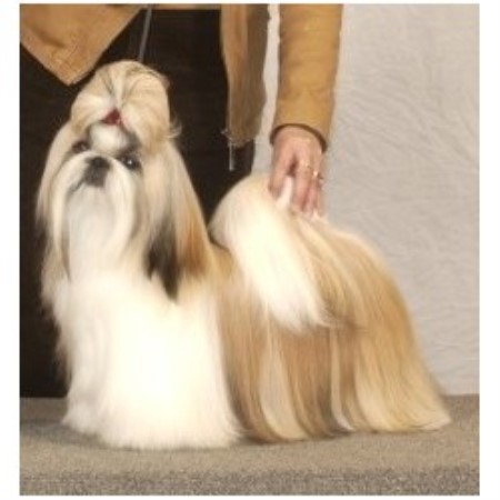 Shih Tzu in Alberta
