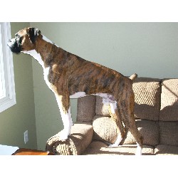 Boxer Stud in Addison, Michigan