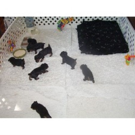 Yorkie in Ontario picture 2