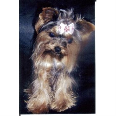 Yorkshire Terrier breeder in Niagara Falls Ontario