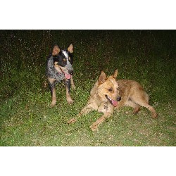 Blue Heeler,Red Heeler in Texas
