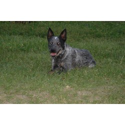 Blue Heeler,Red Heeler in Texas picture 2