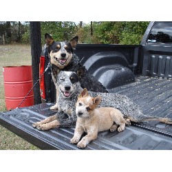 Blue Heeler,Red Heeler breeder in Conroe, Texas Blue Heeler,Red Heeler breeder in Conroe, Texas