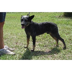 Australian Cattle Dog breeder in Conroe Texas