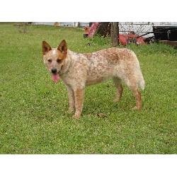 Australian Cattle Dog Breeder in Conroe, Texas