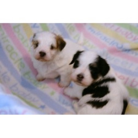 Havanese in California picture 2