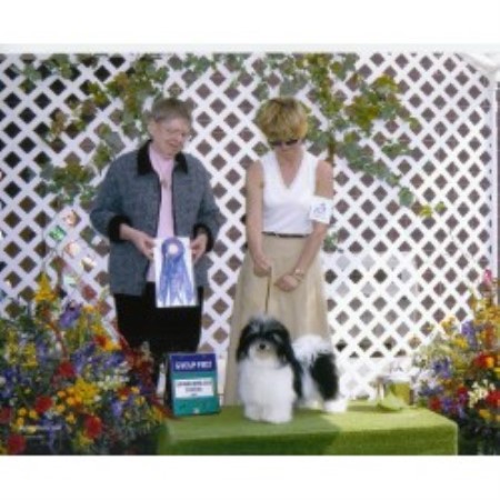 Havanese breeder in Grass Valley California
