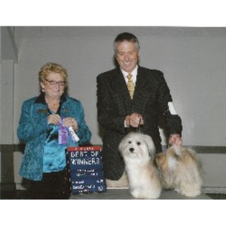 Havanese breeder in California picture 2