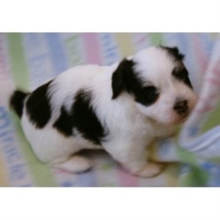 lovelink havanese lovelink havanese washington havanese breeders havanese breeds picture lovelink havanese lovelink havanese washington havanese breeders havanese breeds picture