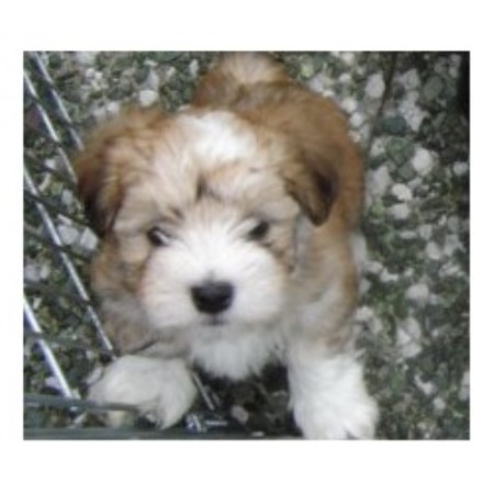 Havanese Breeder in Auburn, California