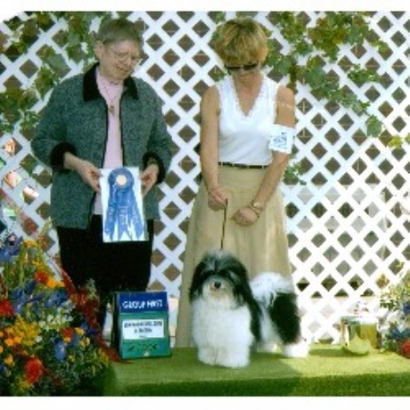 gold country havanese club havanese breeders in scotia breeds picture gold country havanese club havanese breeders in scotia breeds picture