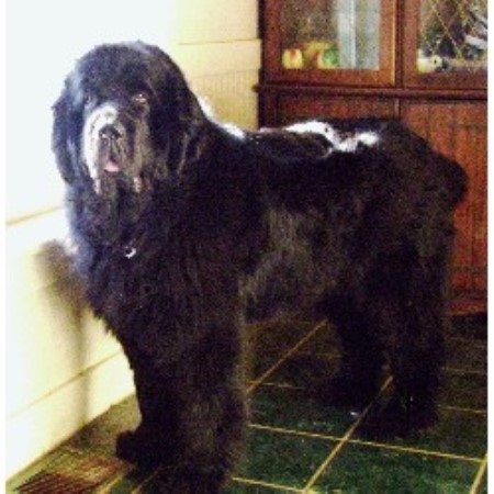 newfoundland puppies illinois fox river kennel newfoundland breeder in olney illinois 62450 freedoglistings newfoundland puppies illinois fox river kennel newfoundland breeder in olney illinois 62450 freedoglistings