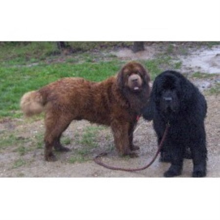 newfoundland puppies illinois fox river kennel newfoundland breeder in olney illinois 62450 freedoglistings newfoundland puppies illinois fox river kennel newfoundland breeder in olney illinois 62450 freedoglistings