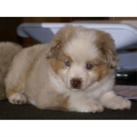 Miniature Australian Shepherd Breeder in Woodland, Washington