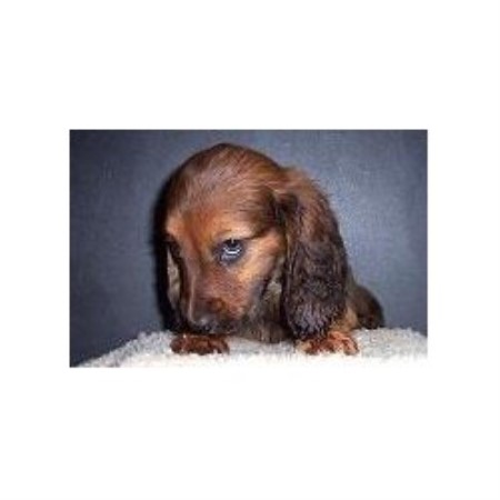 Dachshund breeder in Burnside Kentucky