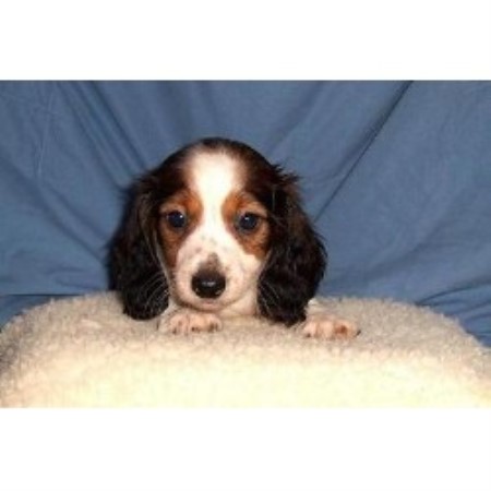 Doxie in Kentucky picture 2
