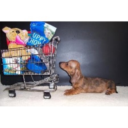 Doxie breeder in Kentucky picture 2