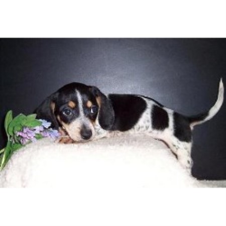 Dachshund breeder Burnside 13026