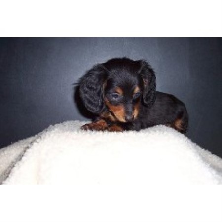 Doxie in Kentucky