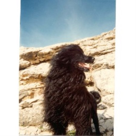 Portuguese Water Dog Breeder in Wilmington, Delaware