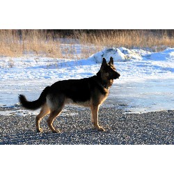 German Shepherd Dog Stud in New Market, Minnesota