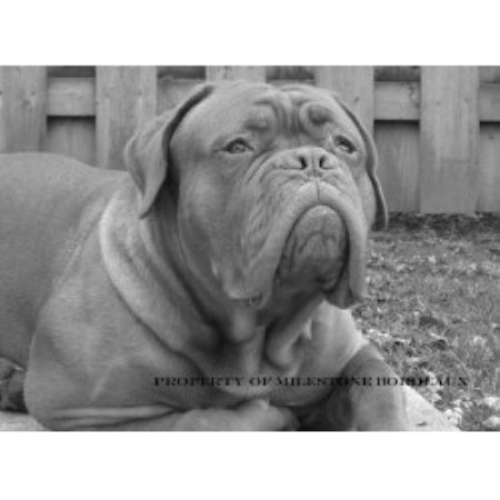 French Mastiff breeder in Ontario picture 2