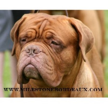 Dogue+de+bordeaux+puppies
