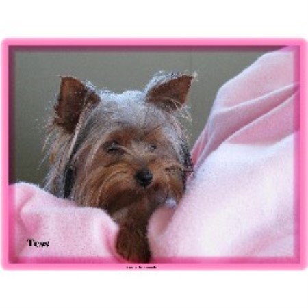 Yorkshire Terrier Breeder in Ville Platte, Louisiana