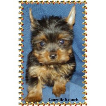 Yorkshire Terrier breeder in Ville Platte Louisiana