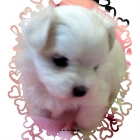 Maltese Breeder in Ville Platte, Louisiana