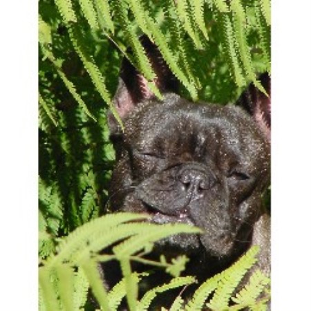 French Bulldog Breeder in Leeds, Alabama