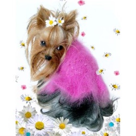 Yorkie in Ontario