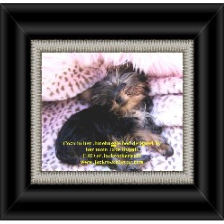 Yorkshire Terrier breeder in London Ontario