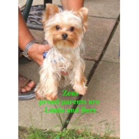 Yorkie breeder in Ontario picture 2