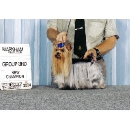 Yorkie in Ontario picture 2