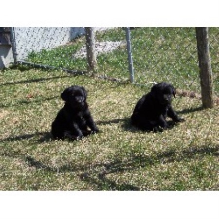 Labrador Retriever breeder in Cushing Maine