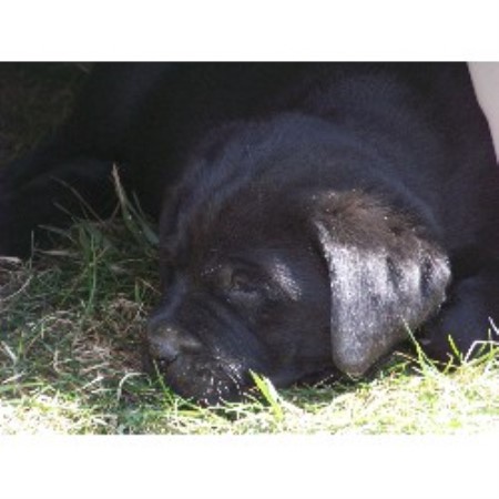Lab breeder in Maine picture 2