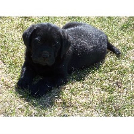 Lab in Maine picture 2