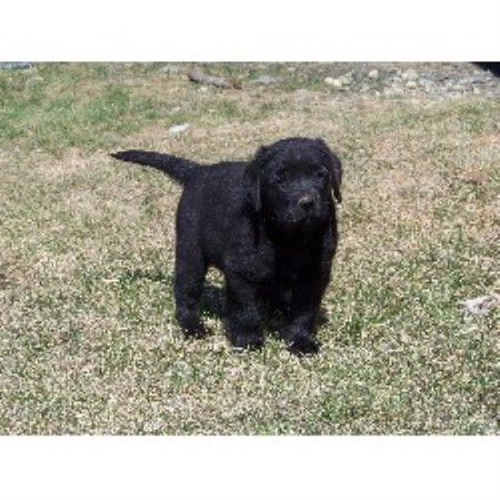 Labrador Retriever Breeder in Cushing, Maine