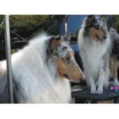 Jaclyns Classical Collies