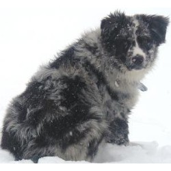 Australian Shepherd Dog Breeder in Elma, Manitoba