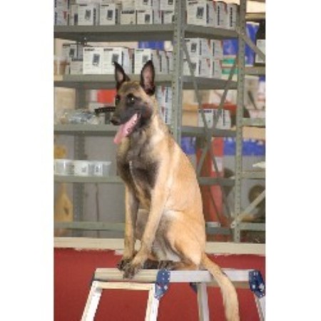 Malinois Breeder in Tulsa, Oklahoma
