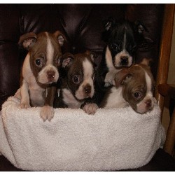 Boston Terrier Breeder in Bosworth, Missouri