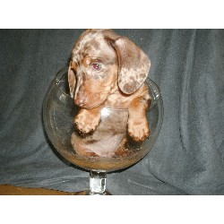 Dachshund Breeder in Langhorne, Pennsylvania