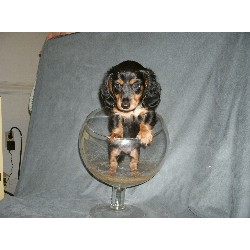 Doxie breeder in Pennsylvania picture 2
