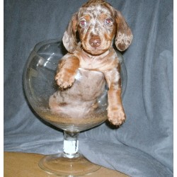 Dachshund breeder in Langhorne Pennsylvania