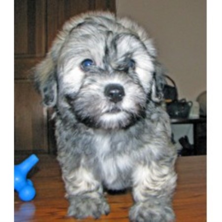 Coton De Tulear breeder in Minnesota picture 2